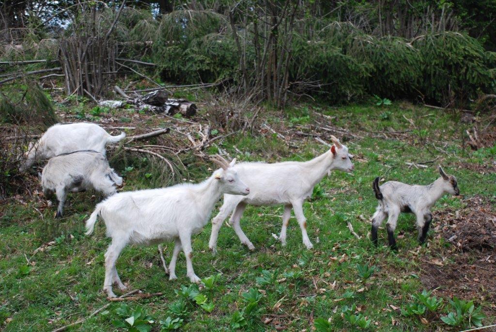 Farm Stay Dolinar Krainer Bohinjska Bela Ruang foto