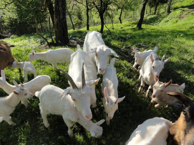 Farm Stay Dolinar Krainer Bohinjska Bela Bagian luar foto